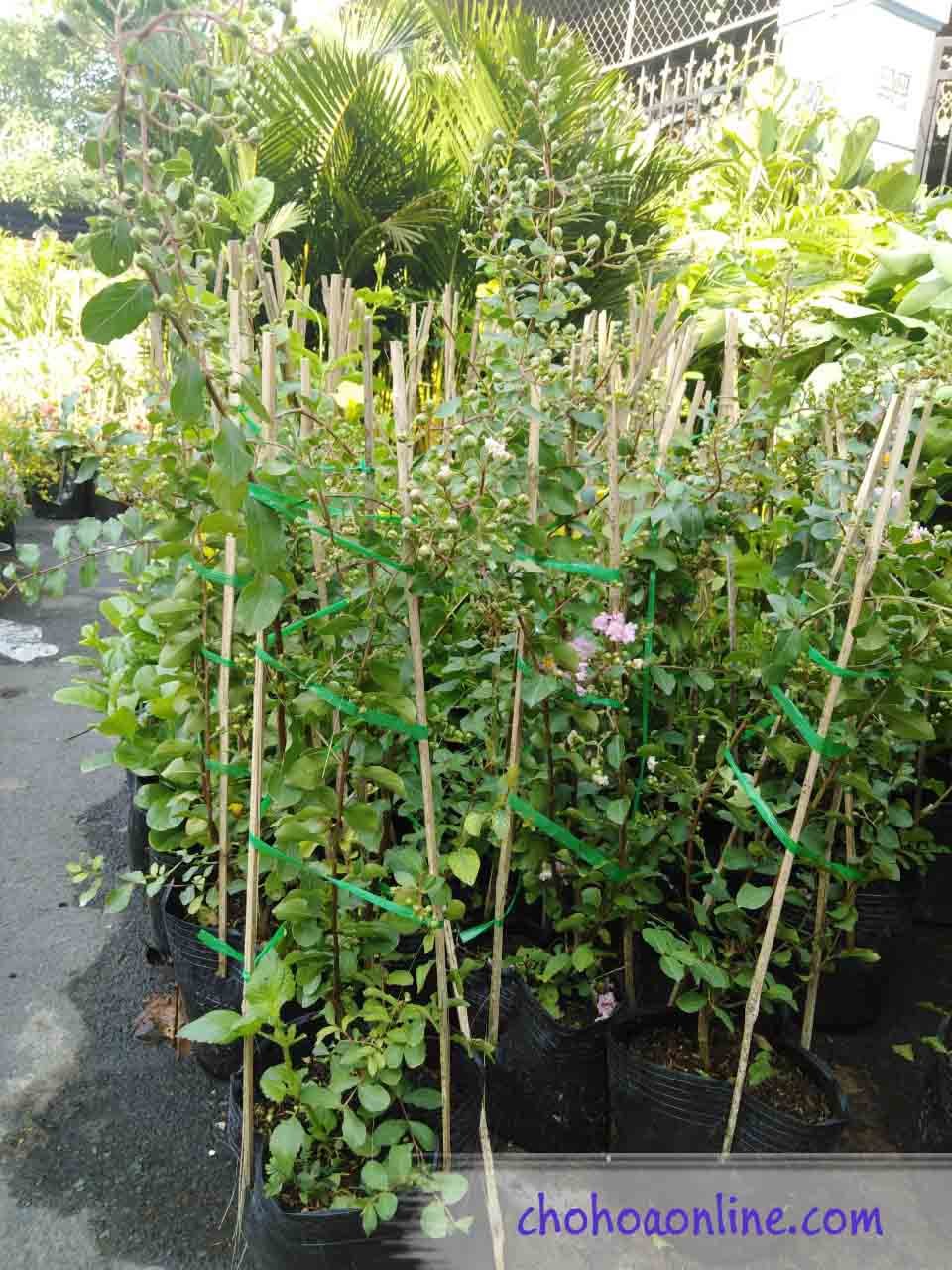 Cây Kè Nhật Trồng Chậu Phối Kết (mix nhiều loại)