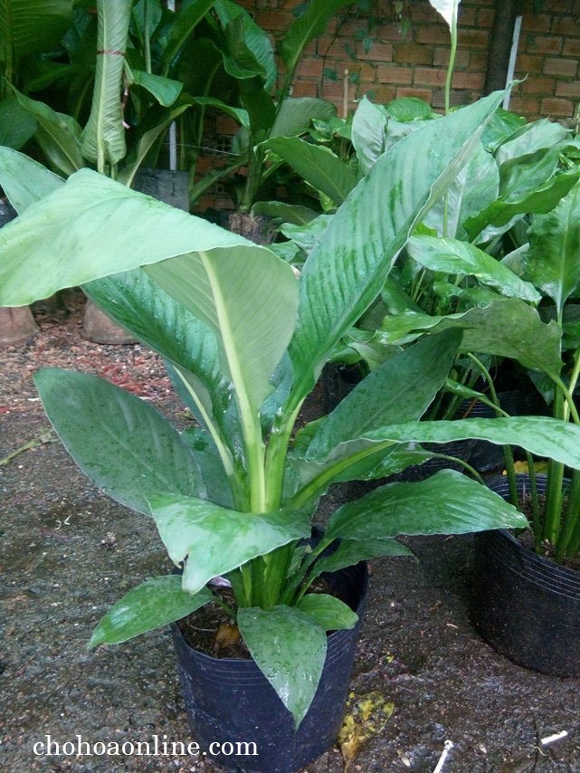 Cây Tắc Kè Thái