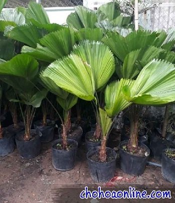 Cây Ngũ Gia Bì (Cây Đuổi Muỗi)