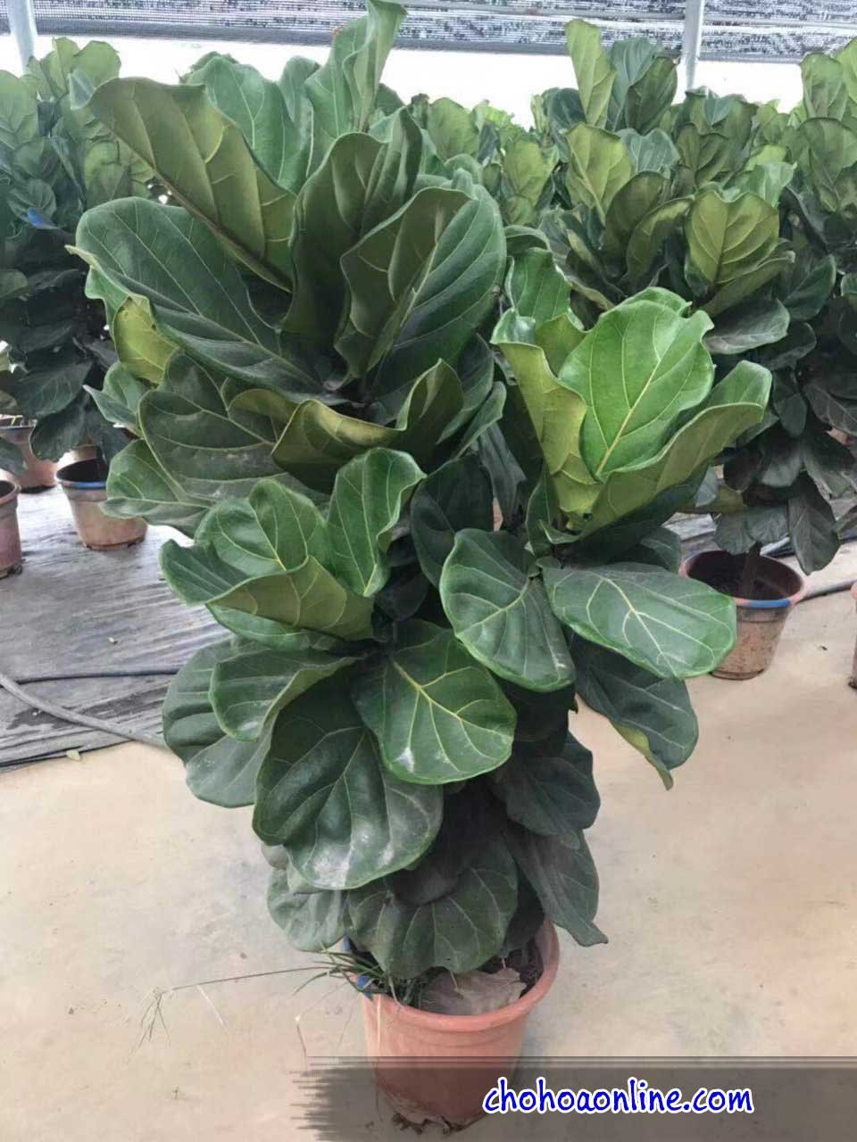 Cây Bạch Mã Hoàng Tử Đẹp