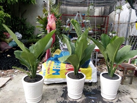 Cây Bạch Mã Hoàng Tử Đẹp 3