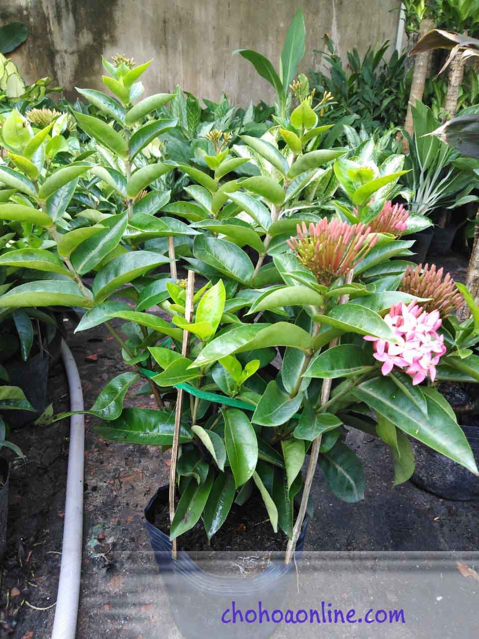 Cây Khổng Tước
