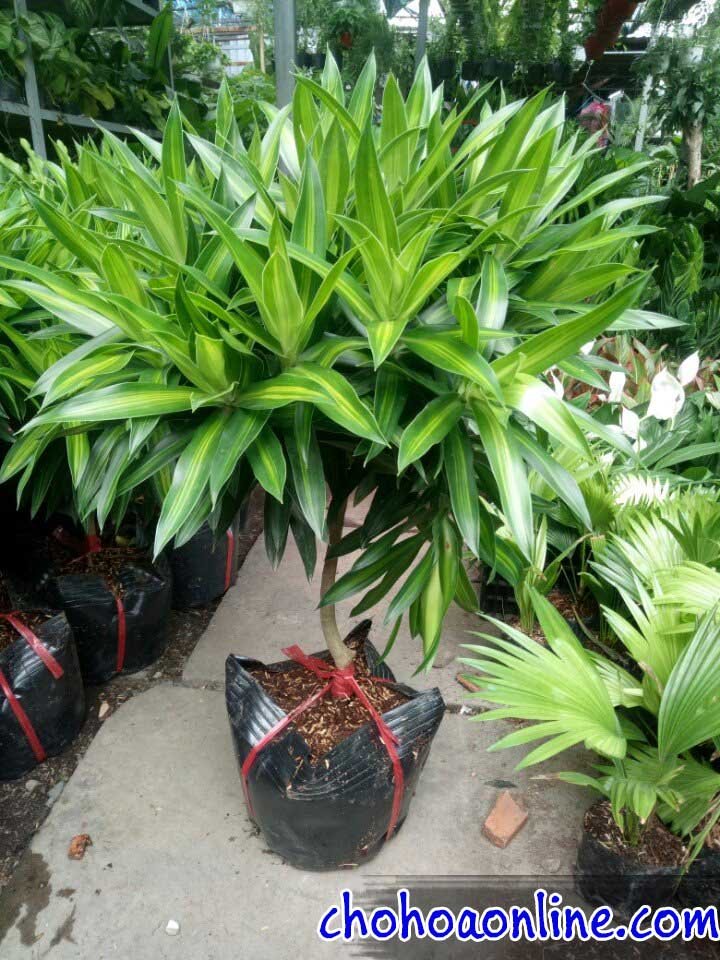 Giống Cây Táo Đỏ Lùn