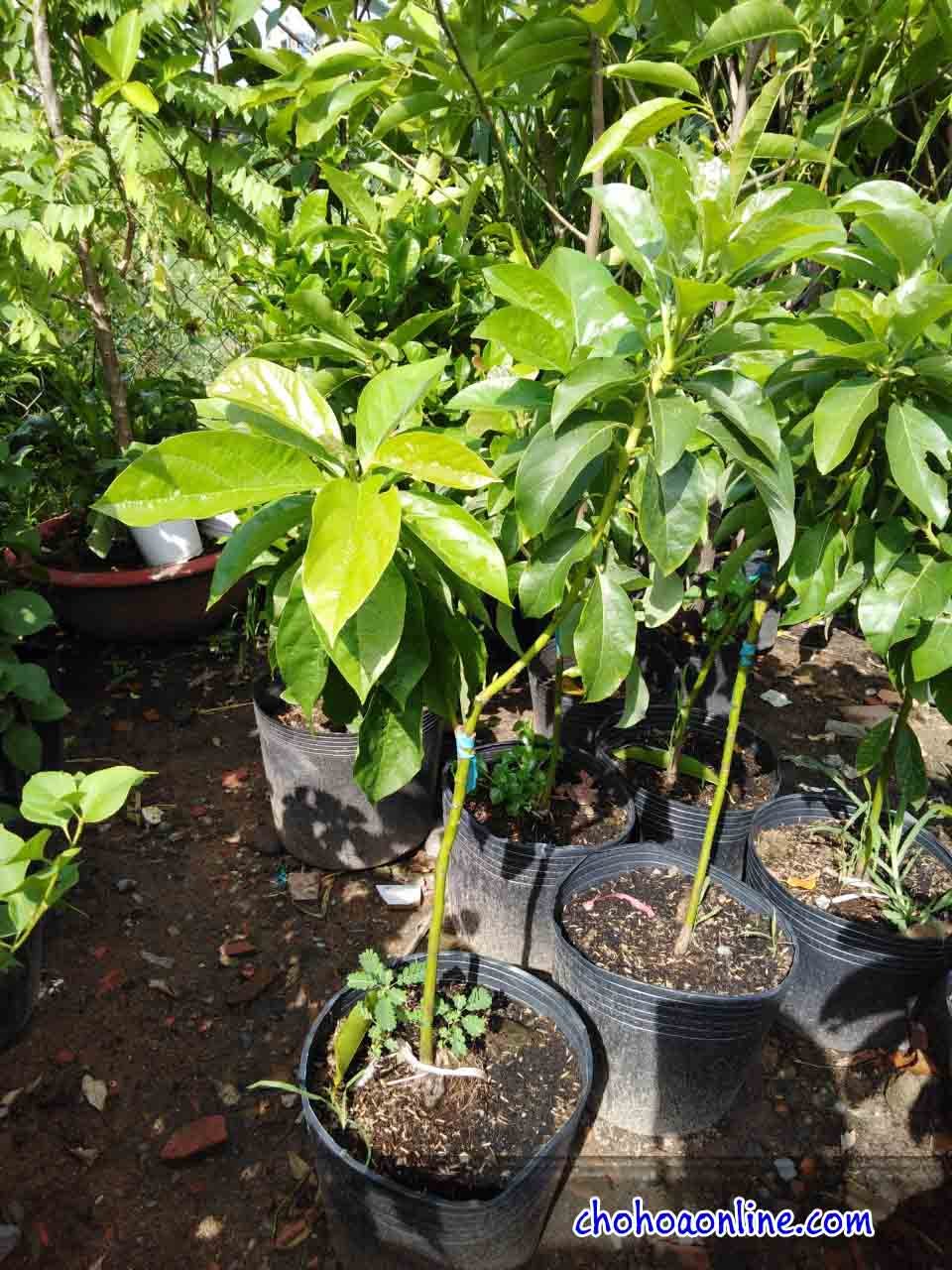 Cây Đại Đế Vương