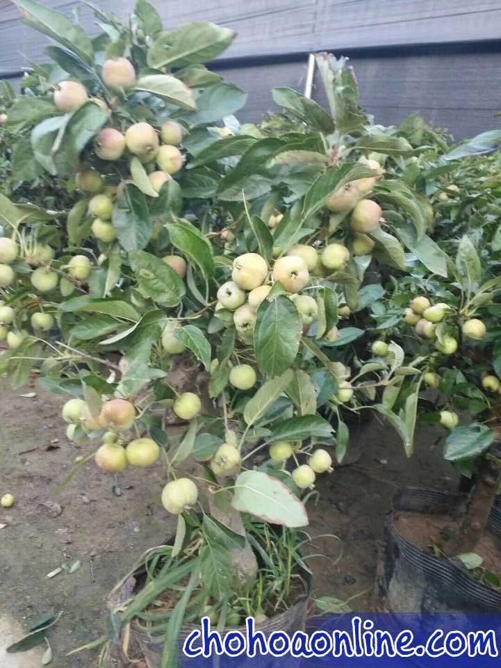 Cây Lá Sọc Dưa