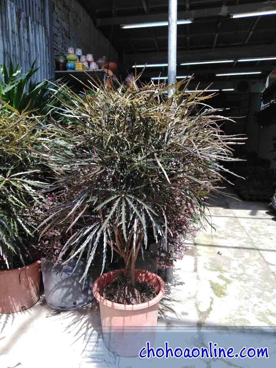 Rau É (cây húng quế trắng)
