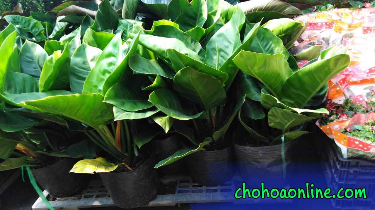 Cây Hoa Cúc Thân Gỗ