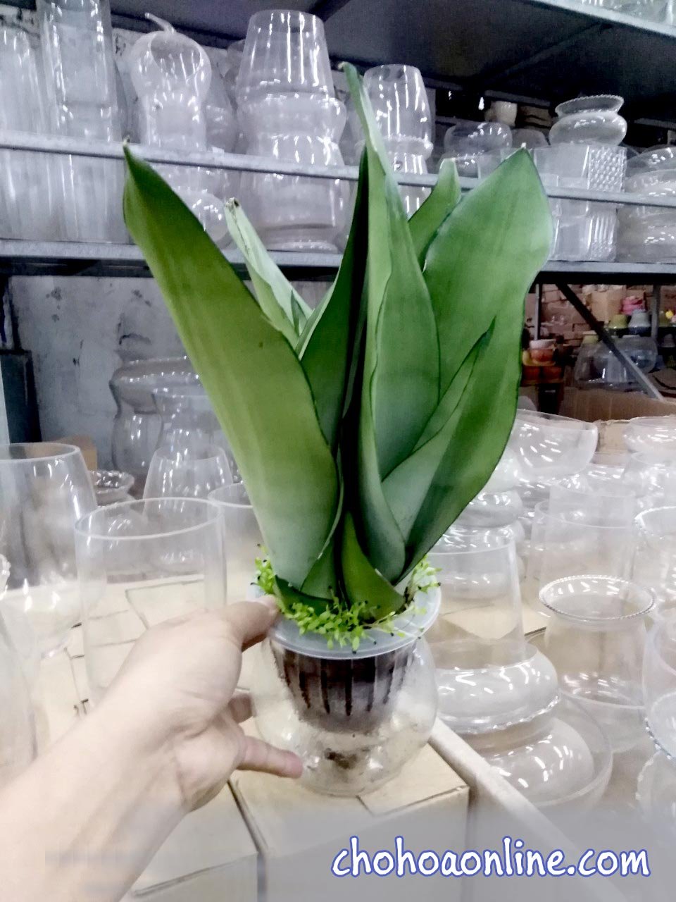 Cây Hoa Cúc Thân Gỗ