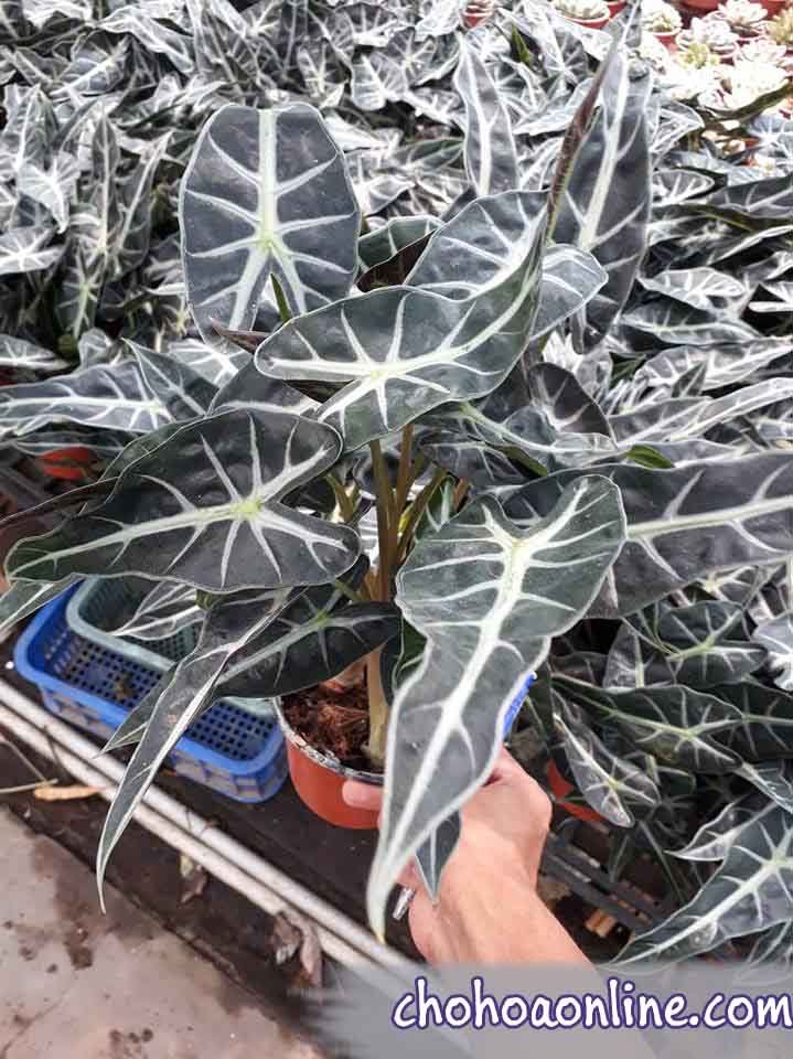 Cây Huỳnh Anh Hoa Tím