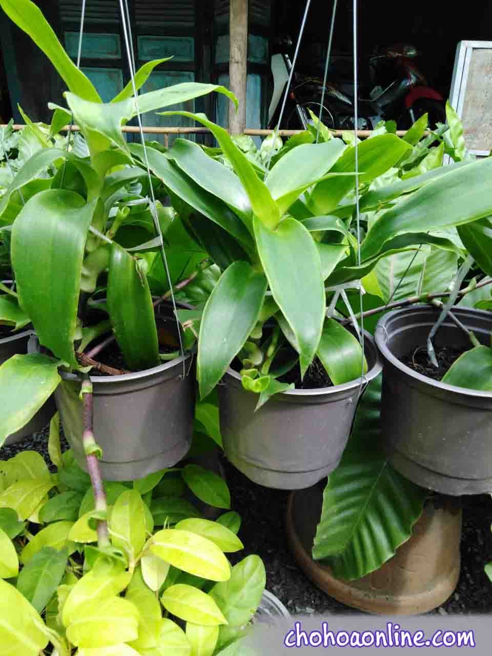Những Cây Dây Leo Ăn Được