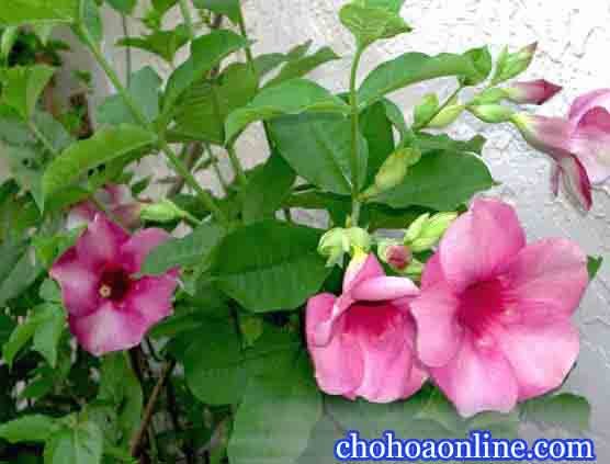 Cây Vàng Bạc Lá Nhuyễn