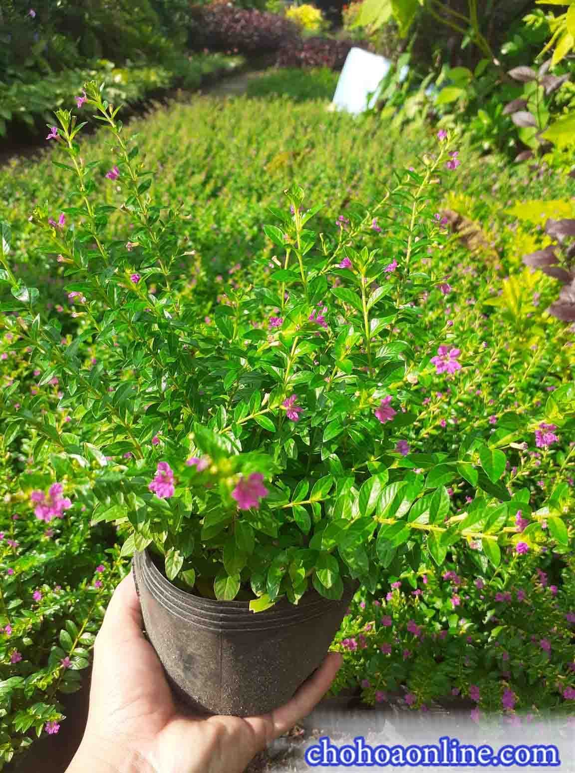 Cây Trầu Bà Lụa Để Bàn