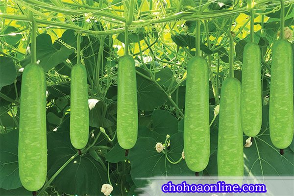 Cây Trầu Bà Lụa Để Bàn 2