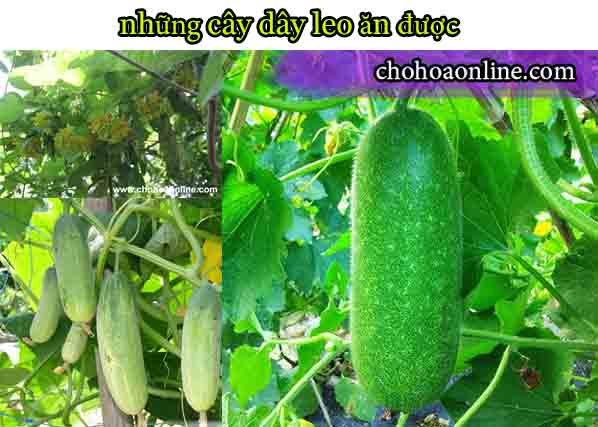 Cây Trầu Bà Lụa Để Bàn