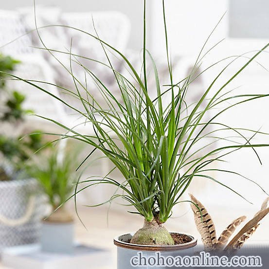 Giống Cây Nghệ