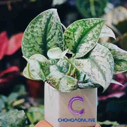 Cây Lưỡi Hổ Xanh