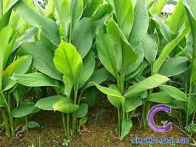 Cây Trường Sinh Chậu Treo