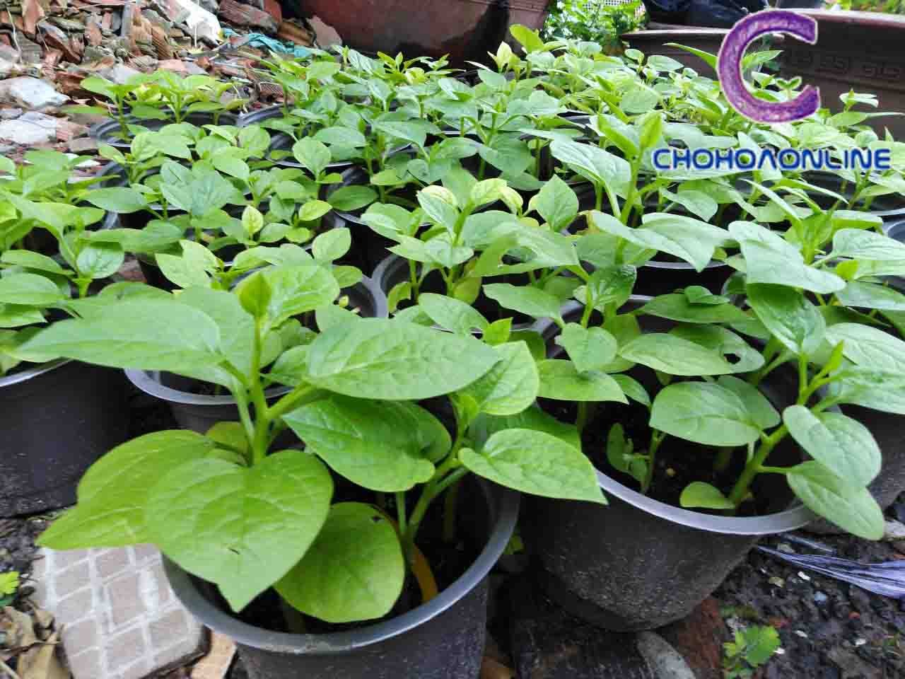 Cây Trường Sinh Chậu Treo