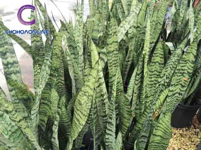 Cây Kè Nhật Trồng Chậu Phối Kết (mix nhiều loại)