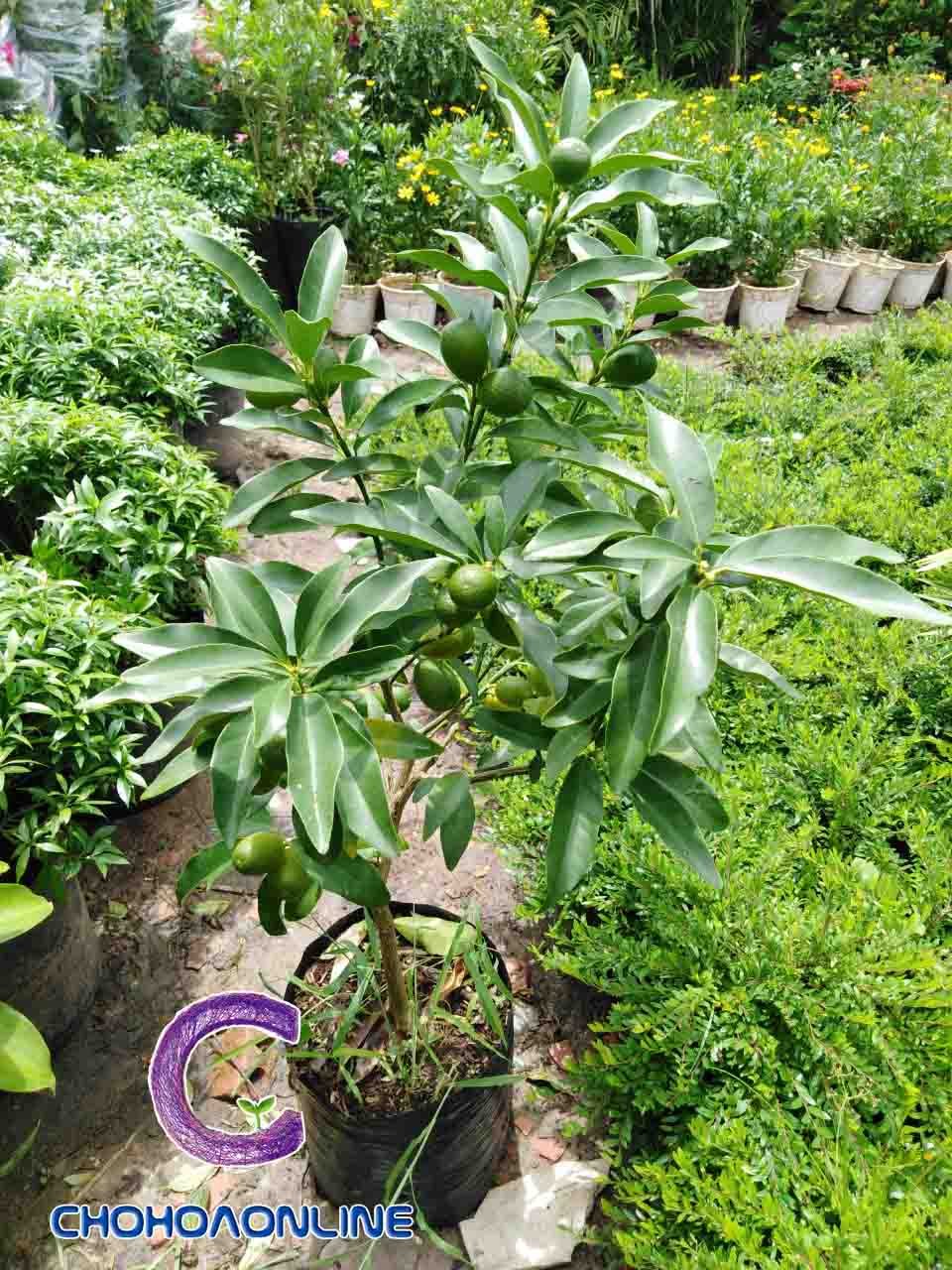 Cây Hồng Thân Gỗ