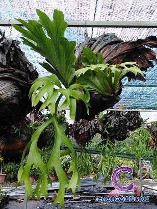 Cây Hồng Thân Gỗ