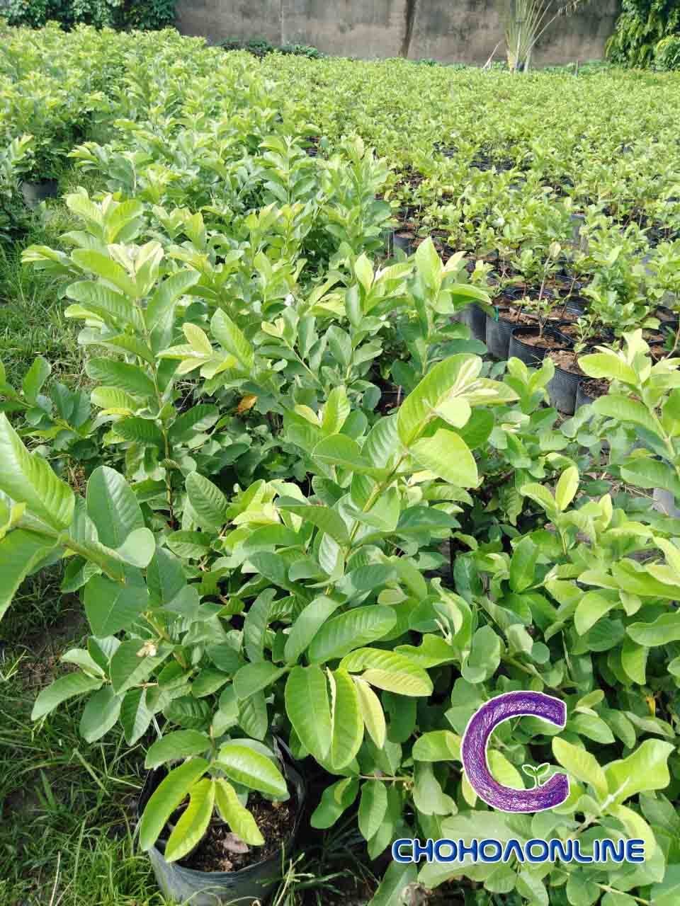 Cây Hồng Thân Gỗ