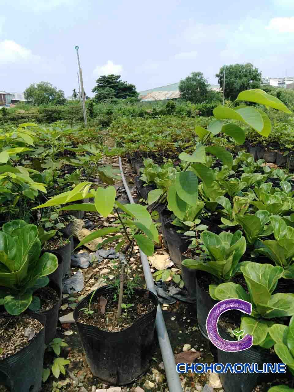 Cây Tắc Cẩm Thạch