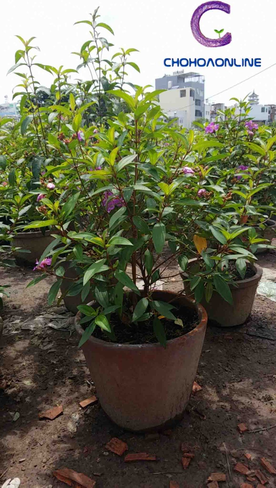 Cây Hồng Phúc Thiên Lý 2