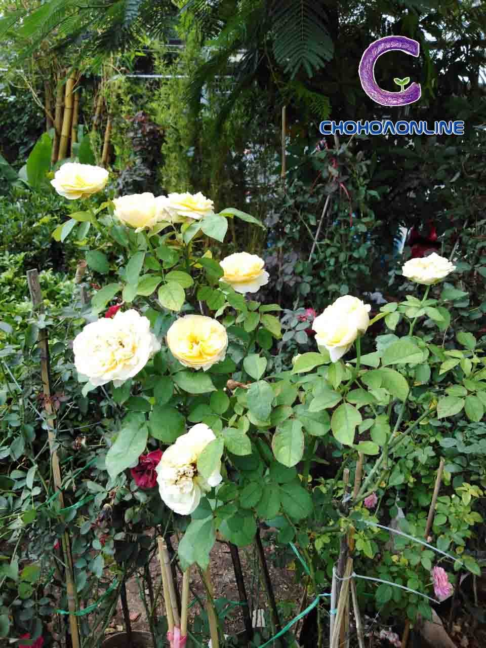 Cây Hồng Phúc Thiên Lý