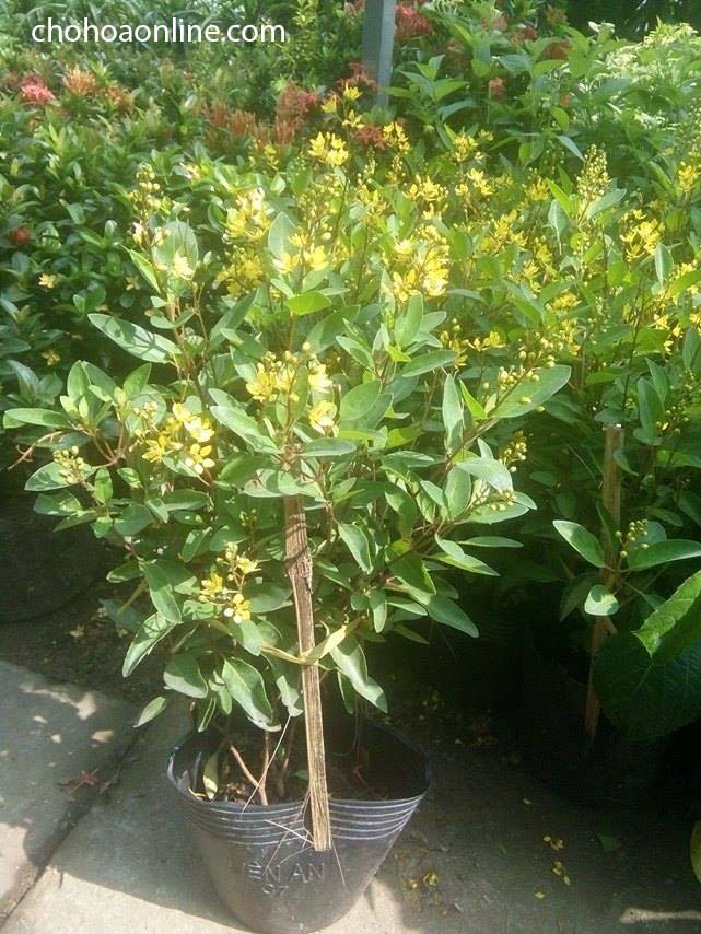 Cây Ráng Tiền (ráng đại đế) 2
