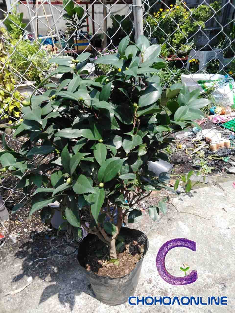Cây Ráng Tiền (ráng đại đế)