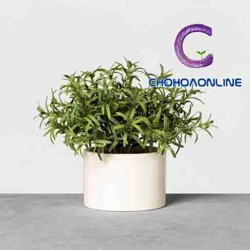 Cây Ráng Tiền (ráng đại đế)