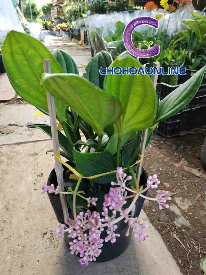 Cây Kè Nhật Trồng Chậu Phối Kết (mix nhiều loại)