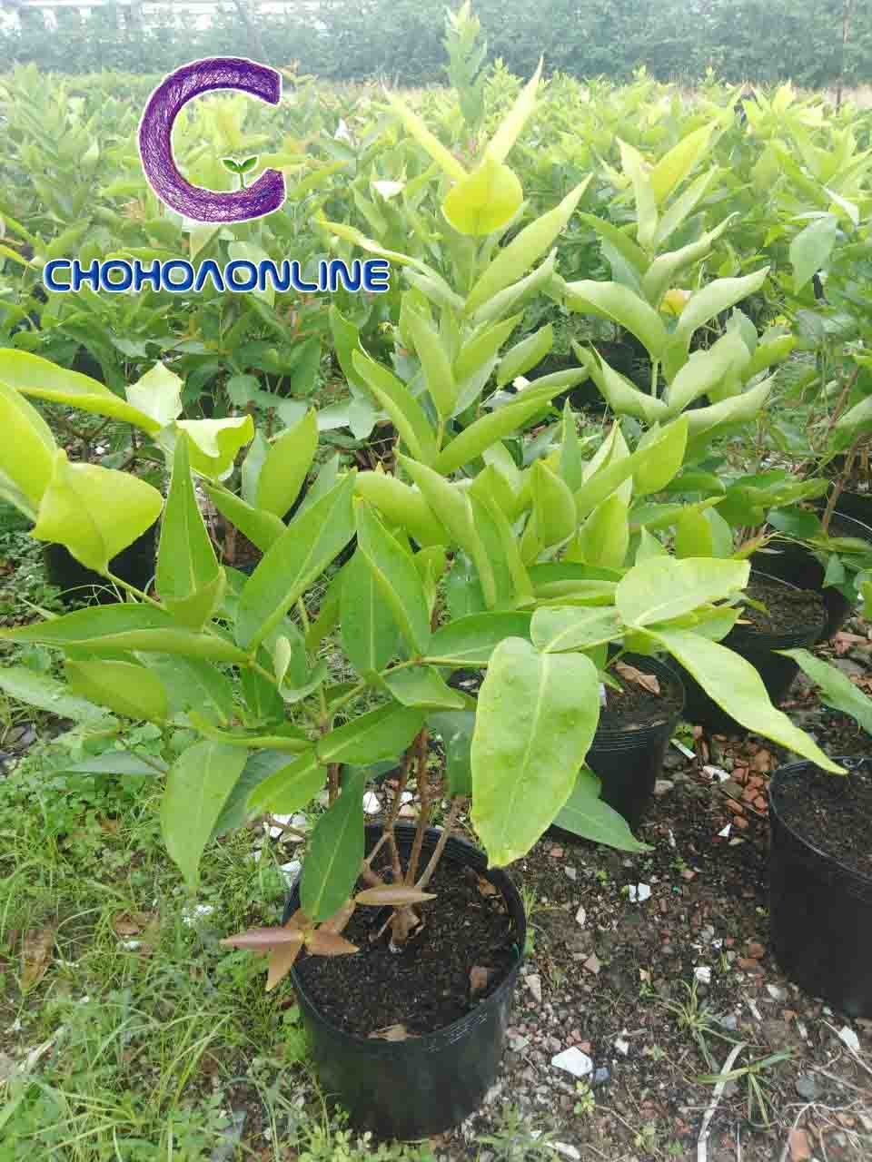 Cây Đậu Rồng