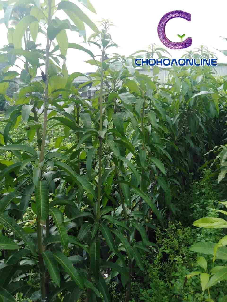 Cây Kè Nhật Trồng Chậu Phối Kết (mix nhiều loại)