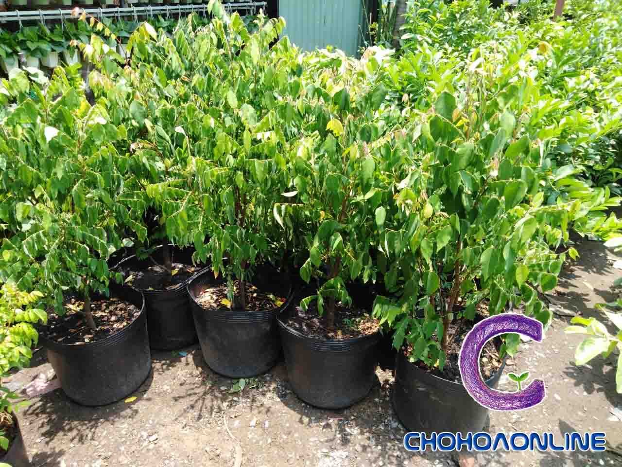 Cây Kè Nhật Trồng Chậu Phối Kết (mix nhiều loại)