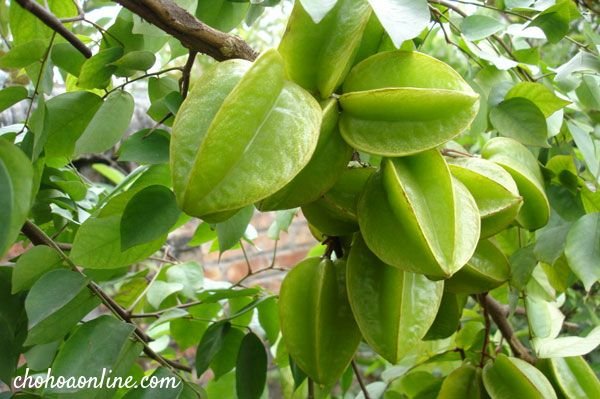Cây Kè Nhật Trồng Chậu Phối Kết (mix nhiều loại) 2
