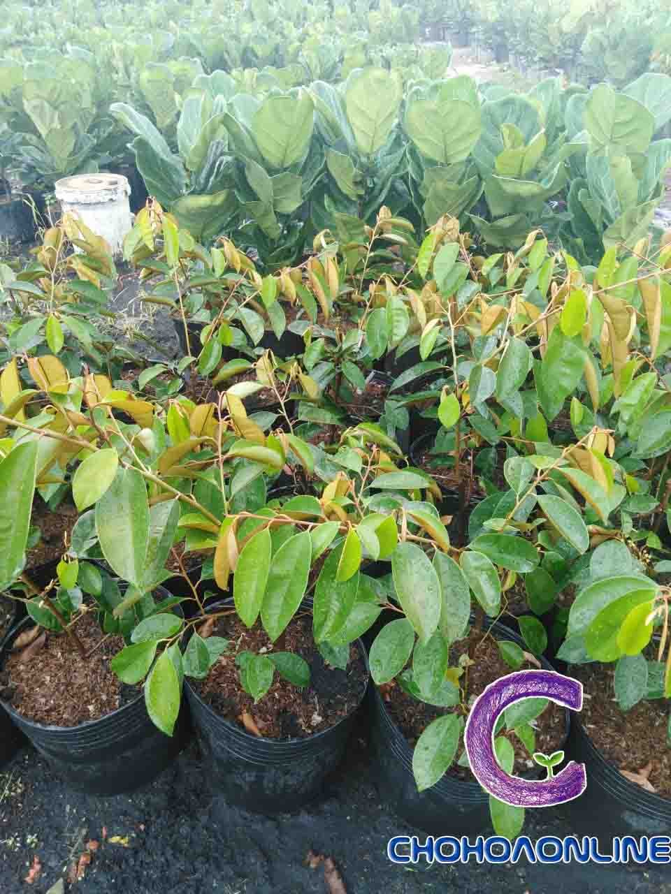 Cây Thủy Trúc Thái