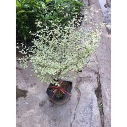 Cây Hoa Thạch Thảo