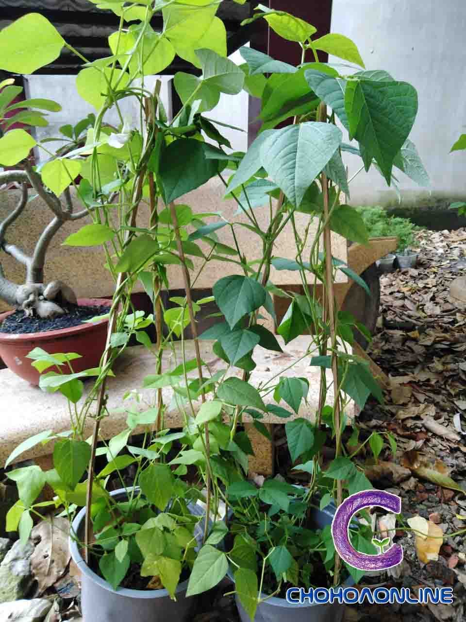 Cây Thủy Trúc Thái