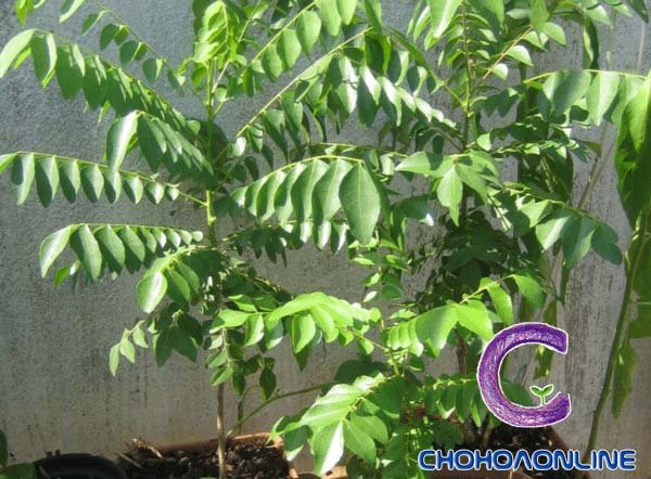 Cây Ngũ Gia Bì Thủy Sinh