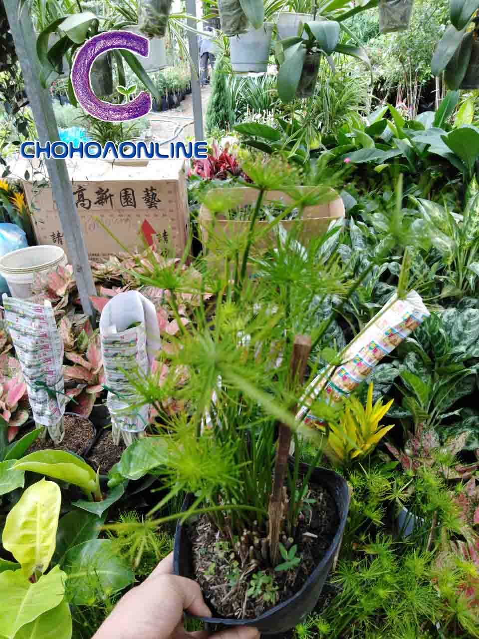 Cây Ngũ Gia Bì Thủy Sinh