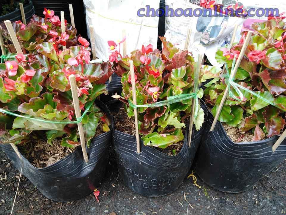 Cây Kè Nhật Trồng Chậu Phối Kết (mix nhiều loại) 3