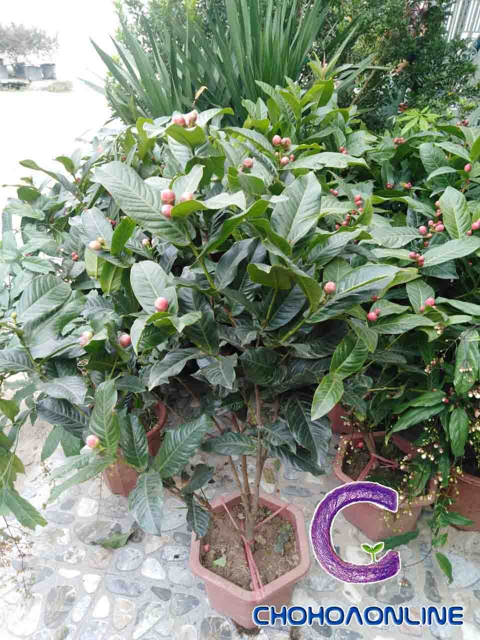 Cây Kè Nhật Trồng Chậu Phối Kết (mix nhiều loại)
