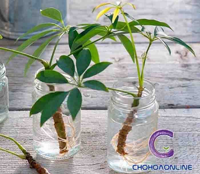 Cây Ngũ Sắc Hoa Tím Rũ