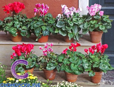 10 Cây Ăn Quả Có Tác Dụng Chữa Bệnh