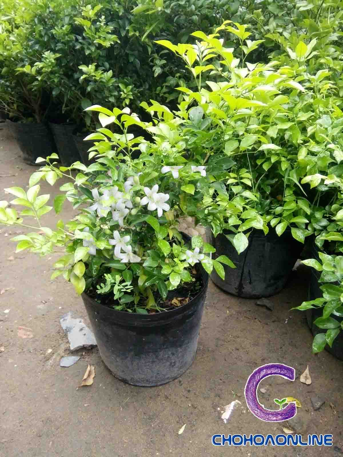 Cây Giữ Tiền 2