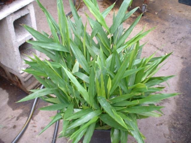 Cây Giữ Tiền