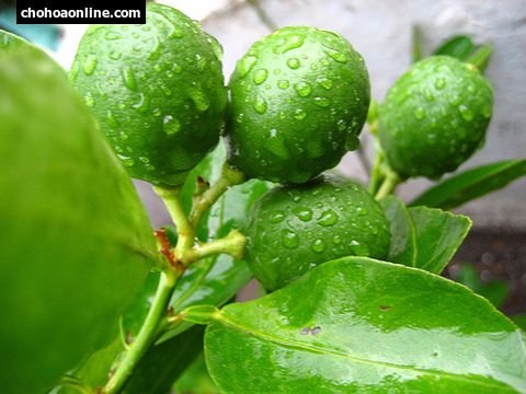 Cây Kè Nhật Trồng Chậu Phối Kết (mix nhiều loại) 2