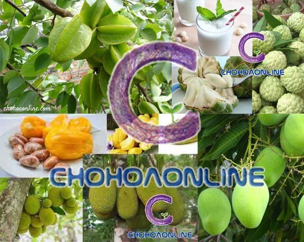 Cây Kè Nhật Trồng Chậu Phối Kết (mix nhiều loại)